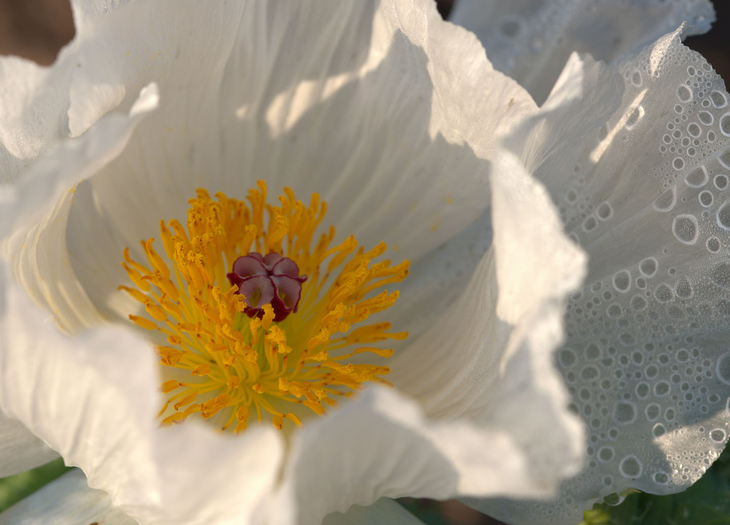 Prickly poppy flower