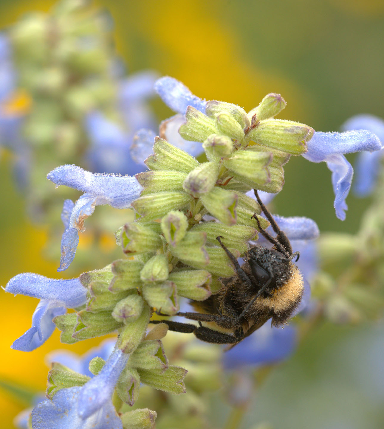 Pollinators, like this bumble bee, have become a popular topic in Nebraskaland.