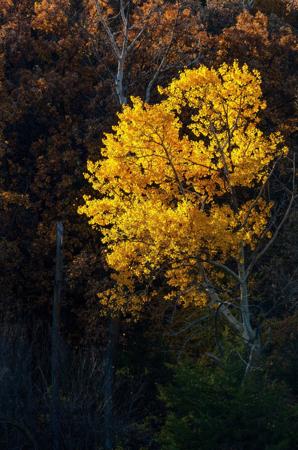 Stands of Quaking Aspen trees sparkle in their fall yellow along the Niobrara River near Smith Falls State Park in Cherry County, NE.