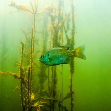 A bluegill swims underwater.
