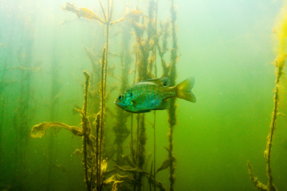 A bluegill swims underwater.