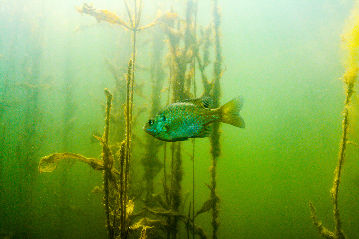 A bluegill swims underwater.