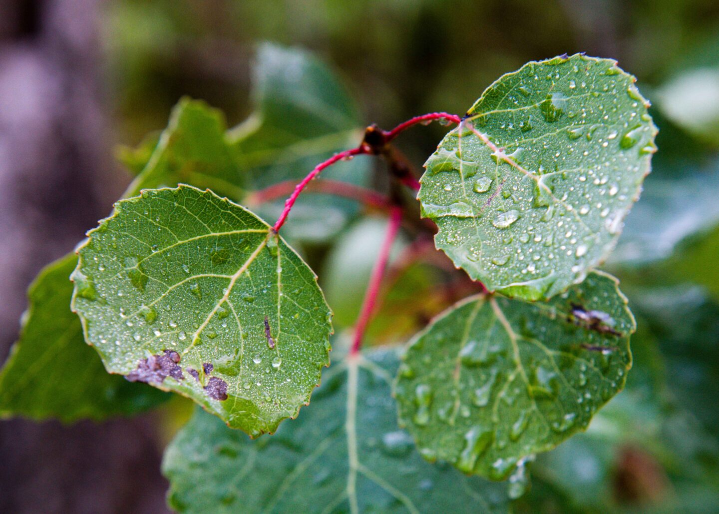 Water found on Aspen leaves at Smith Falls State Park in Cherry County near Valentine.