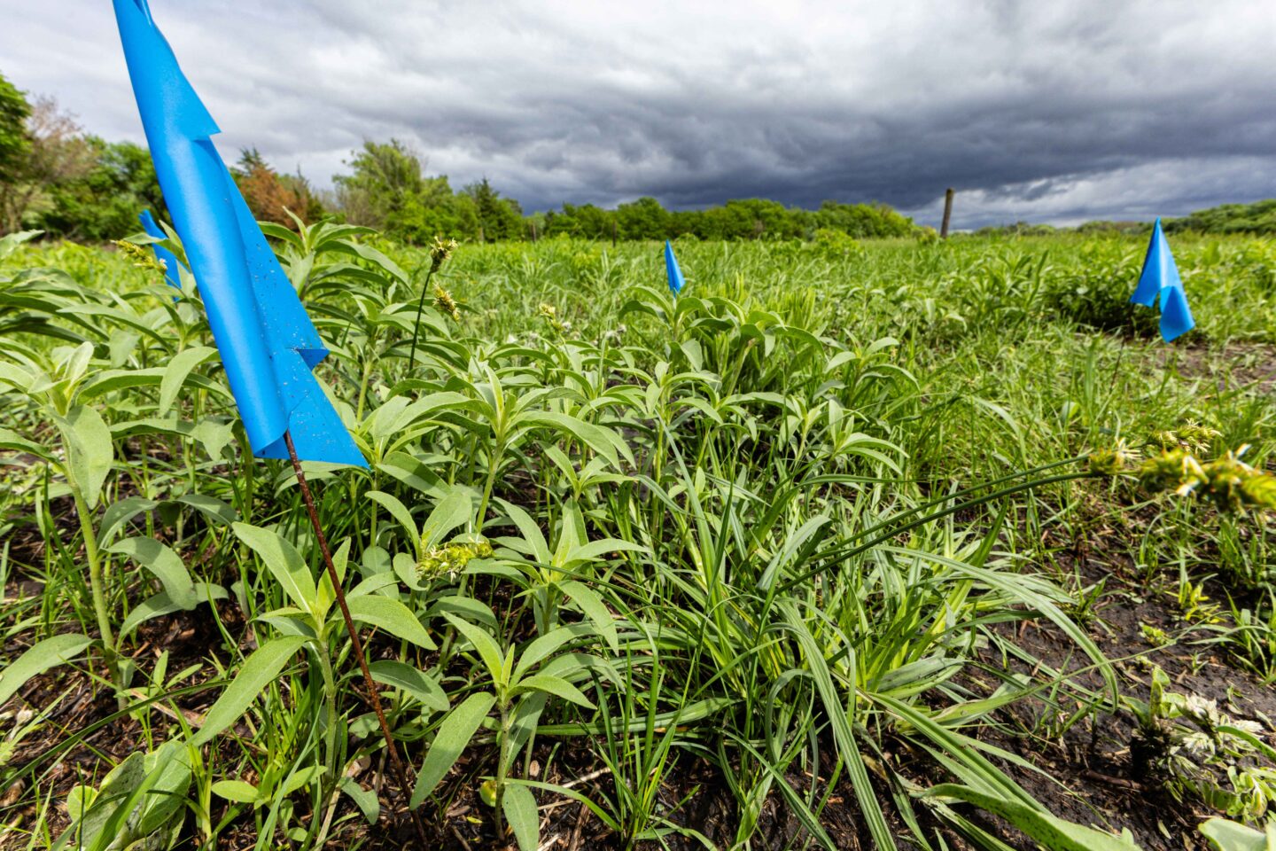 Within the square meter of prairie marked by these flags, the author found incredible beauty and diversity during his year-long project. He photographed more than 300 species and watched innumerable stories play out through the lens of his camera. 