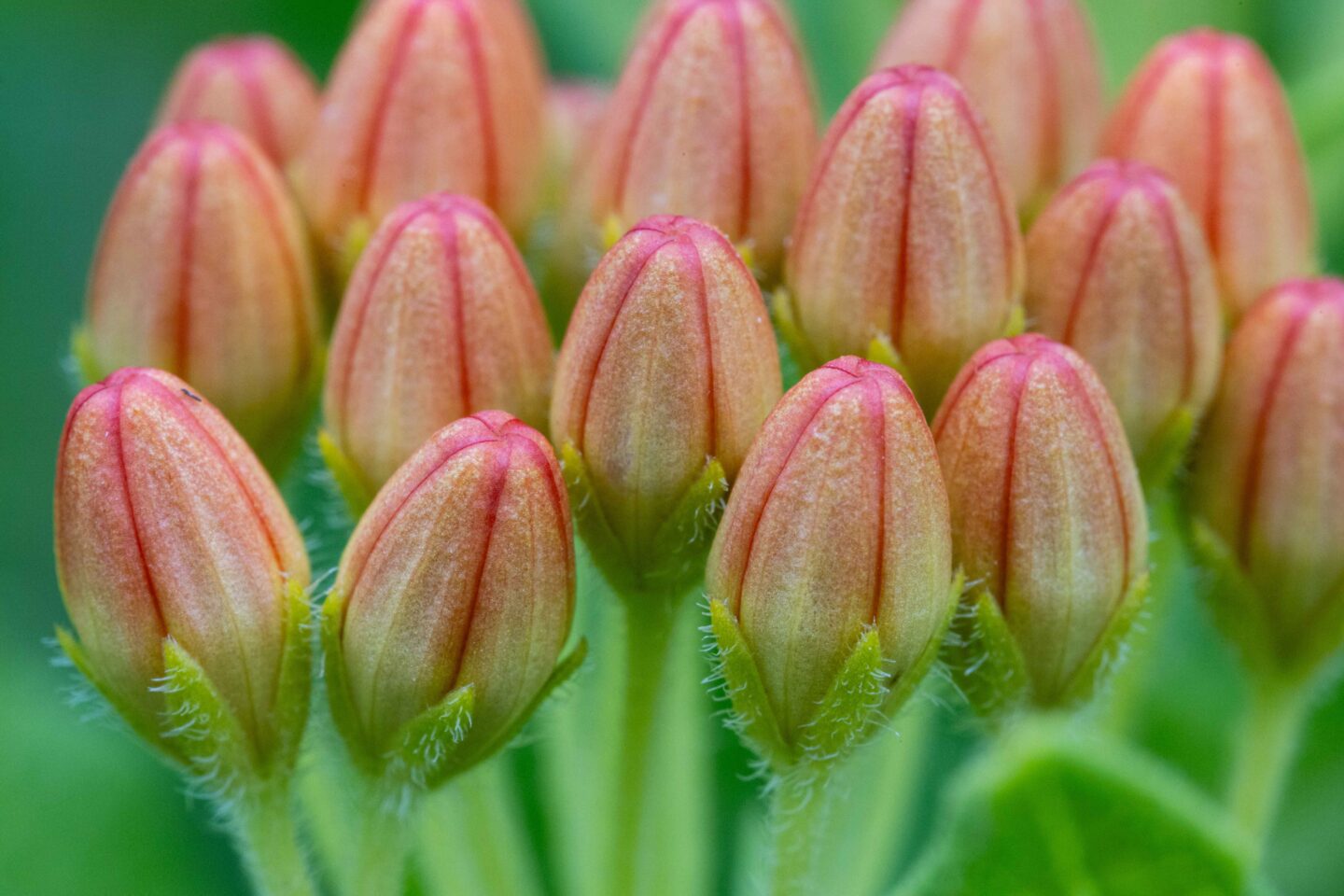 Butterfly milkweed flower buds.  