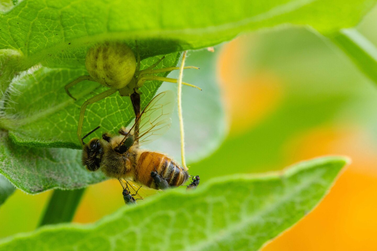 Freeloader flies feed on the carcass of a honey bee captured by a crab spider.