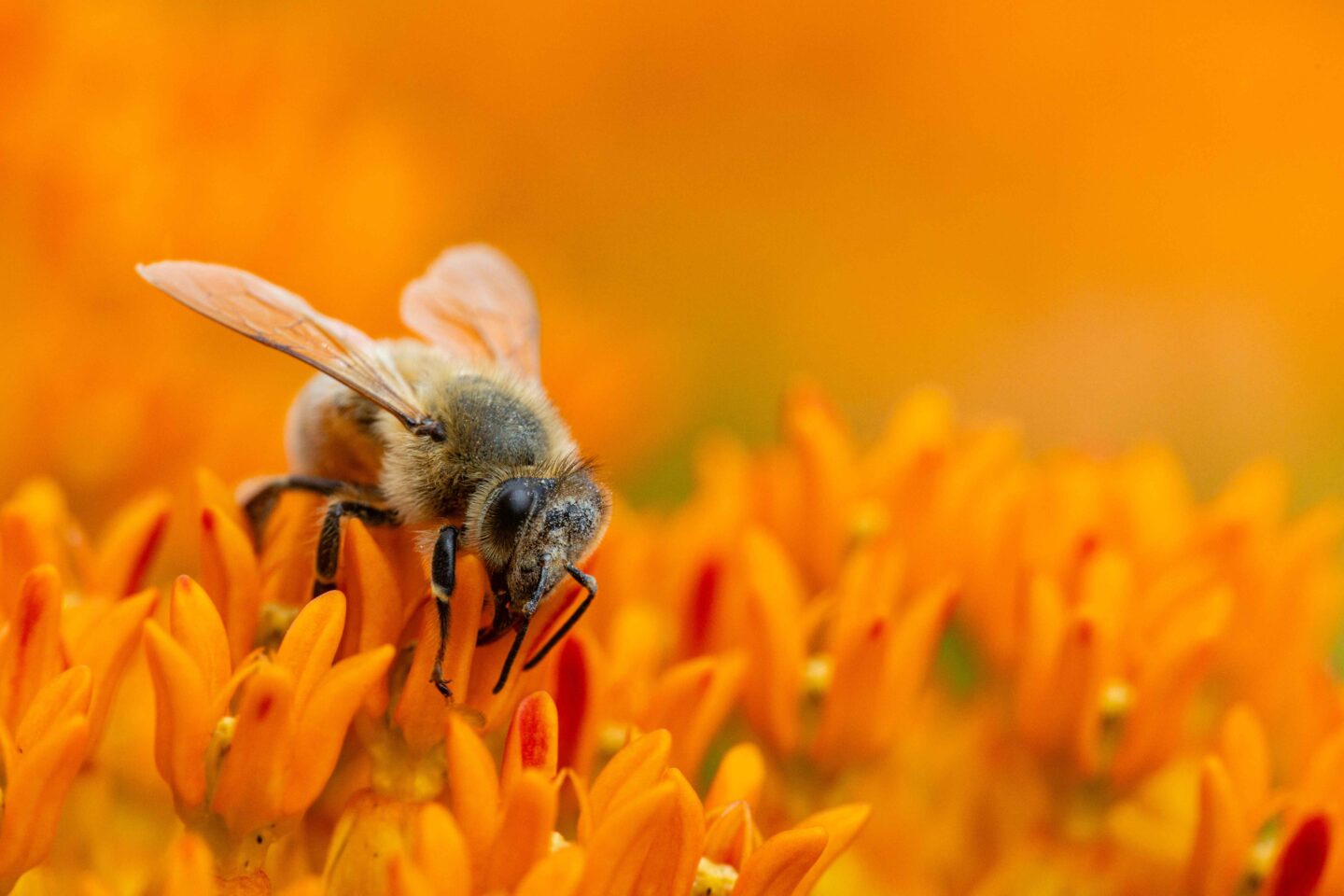 European honey bee on butterfly milkweed.