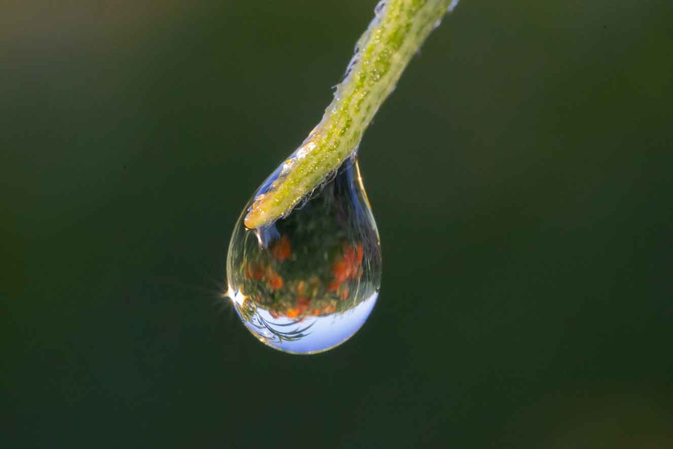 Dew drop and butterfly milkweed. 