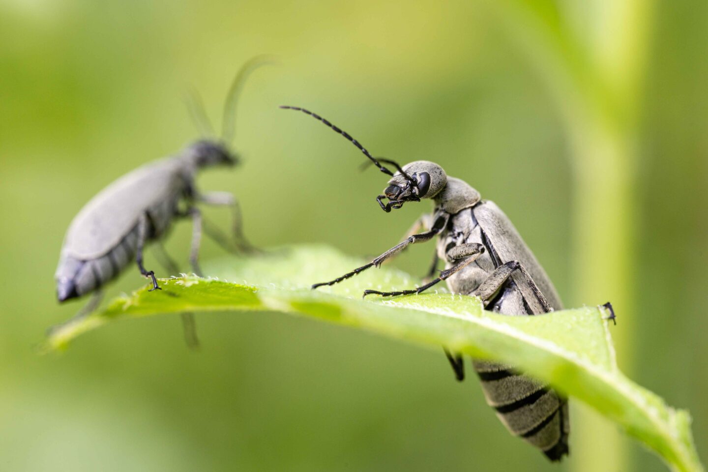 Blister beetles demolish a nightshade leaf.