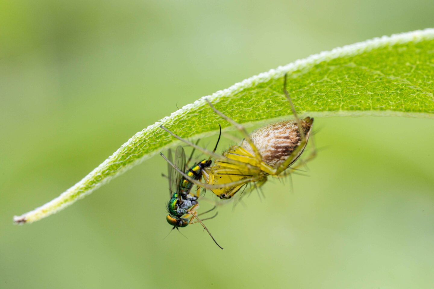 A female lynx spider feeds on a long-legged fly.
