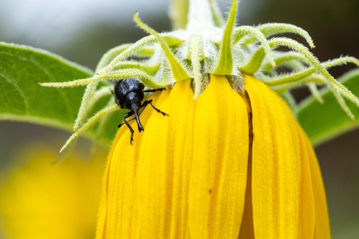 A head-clipping weevil emerges from a girdled sunflower head, having just laid its eggs.