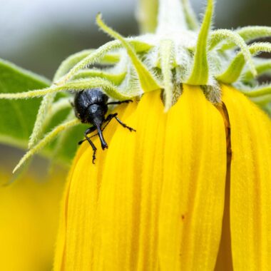 A head-clipping weevil emerges from a girdled sunflower head, having just laid its eggs.