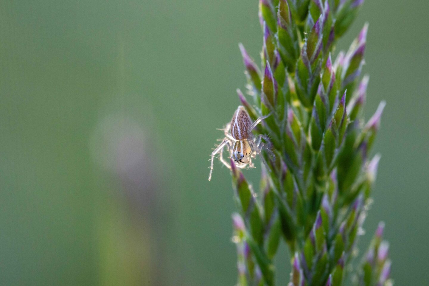 I’d like to think this small female lynx spider was one of those that hatched from the egg sac in the plot the previous fall and that, after surviving the winter, was ready to live a successful life of her own in “my” square meter of prairie.
