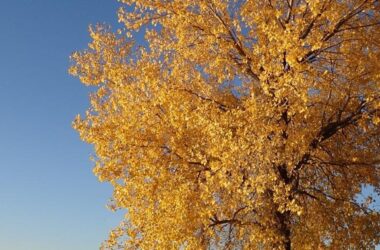 Fall fishing scene, cottonwood tree and angler. Photo by Daryl Bauer, Nebraska Game & Parks Commission.