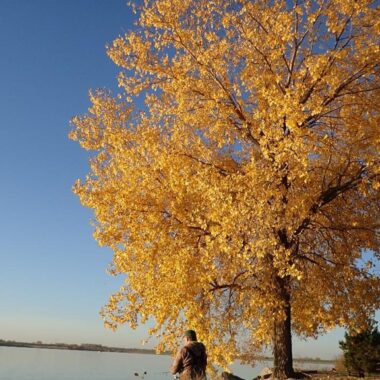 Fall fishing scene, cottonwood tree and angler. Photo by Daryl Bauer, Nebraska Game & Parks Commission.