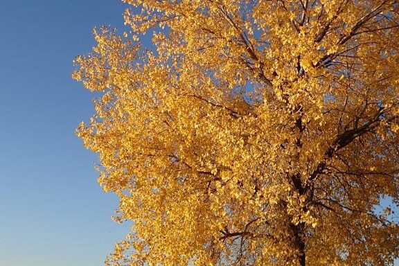 Fall fishing scene, cottonwood tree and angler. Photo by Daryl Bauer, Nebraska Game & Parks Commission.