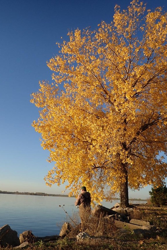 Fall fishing scene, cottonwood tree and angler.  Photo by Daryl Bauer, Nebraska Game & Parks Commission.