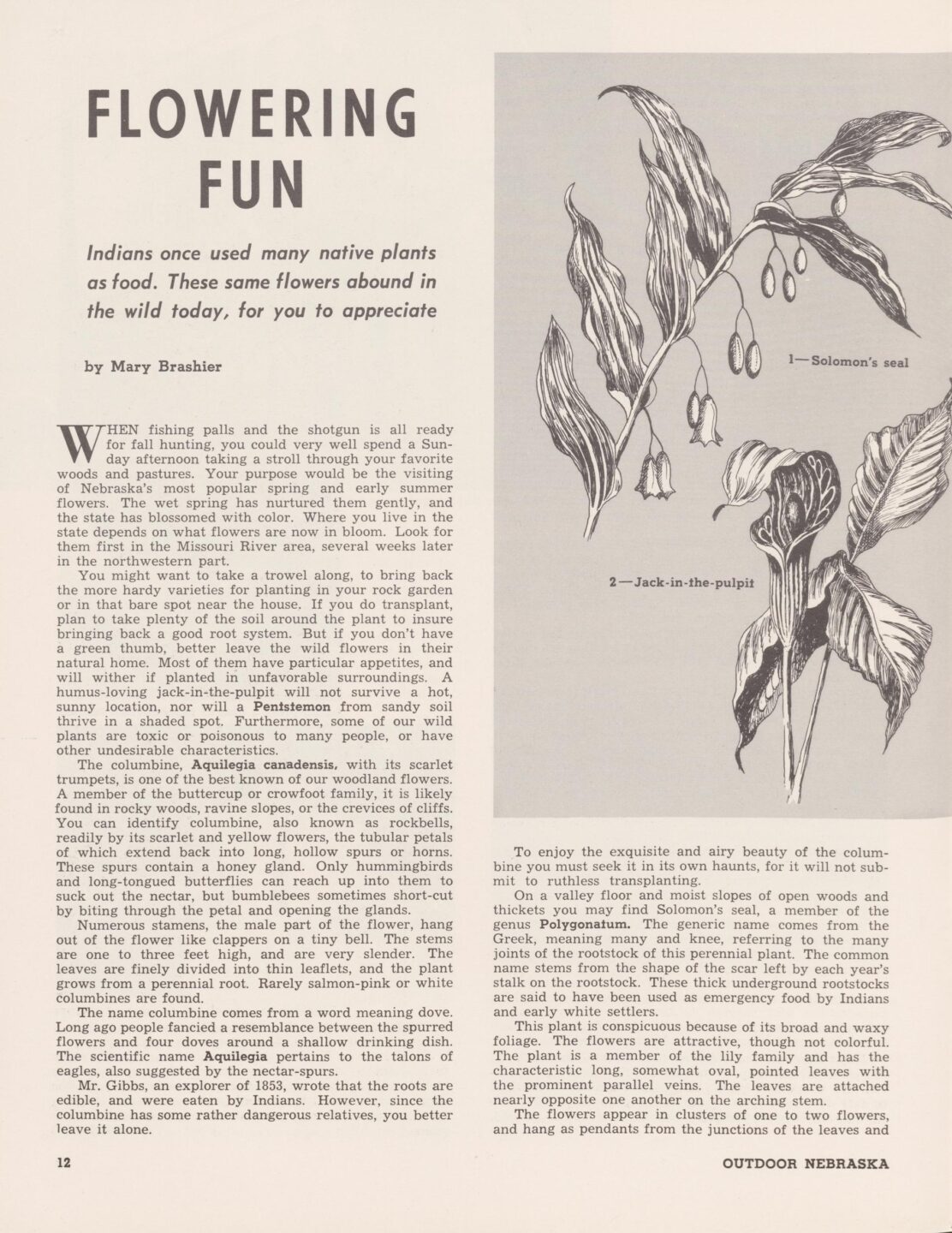 In 1959, associate editor Mary Brashier wrote Nebraskaland’s first wildflower feature, “Flowering Fun,” helping set the stage for native plants to appear more prominently in the magazine.