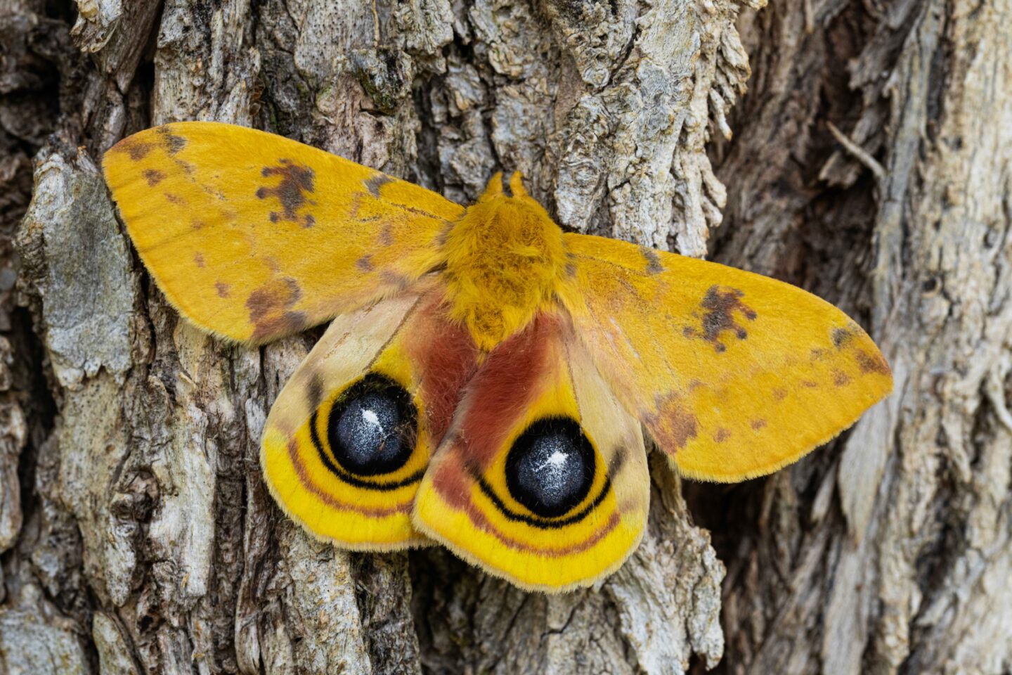 Io moth. Photo by Gerry Steinauer.