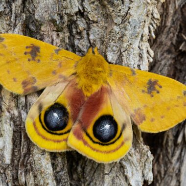 Io moth. Photo by Gerry Steinauer.
