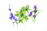 Background flower illustrations by Michele Angle Farrar