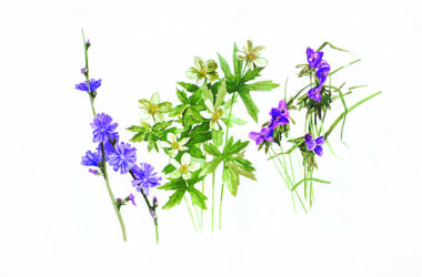 Background flower illustrations by Michele Angle Farrar