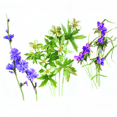 Background flower illustrations by Michele Angle Farrar