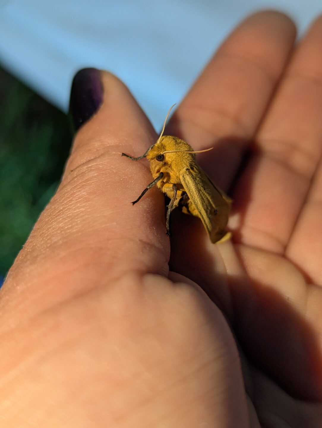Banded Woolly bear caterpillars will overwinter as larva and then create their cocoon in the spring where they then metamorphose into the Isabella Tiger Moth.
