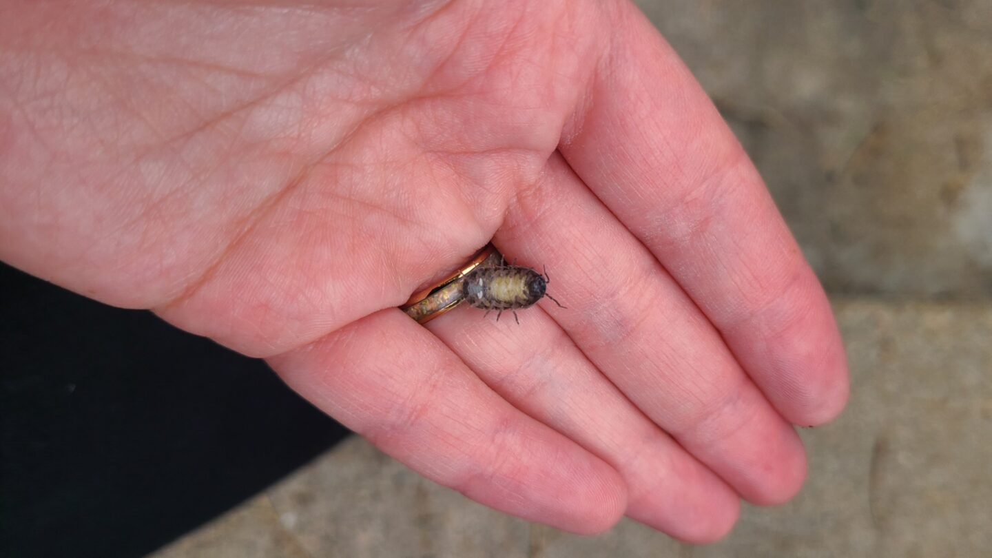 This female common woodlouse looks like she’s holding a sunflower seed, but those are baby isopods getting ready to meet the world.