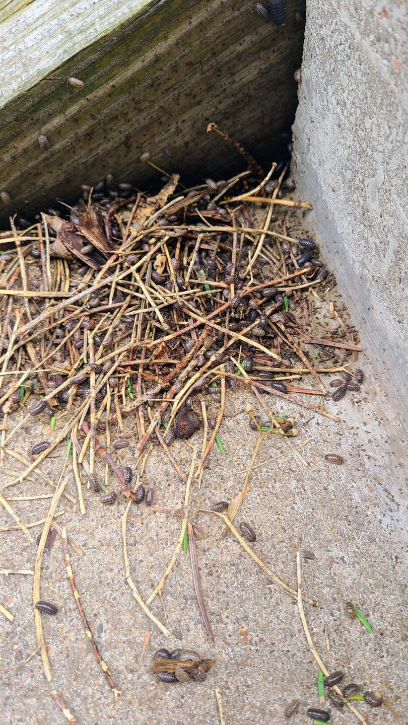 This isopod aggregation was found on East Campus. The closer you look, the more you’ll see.