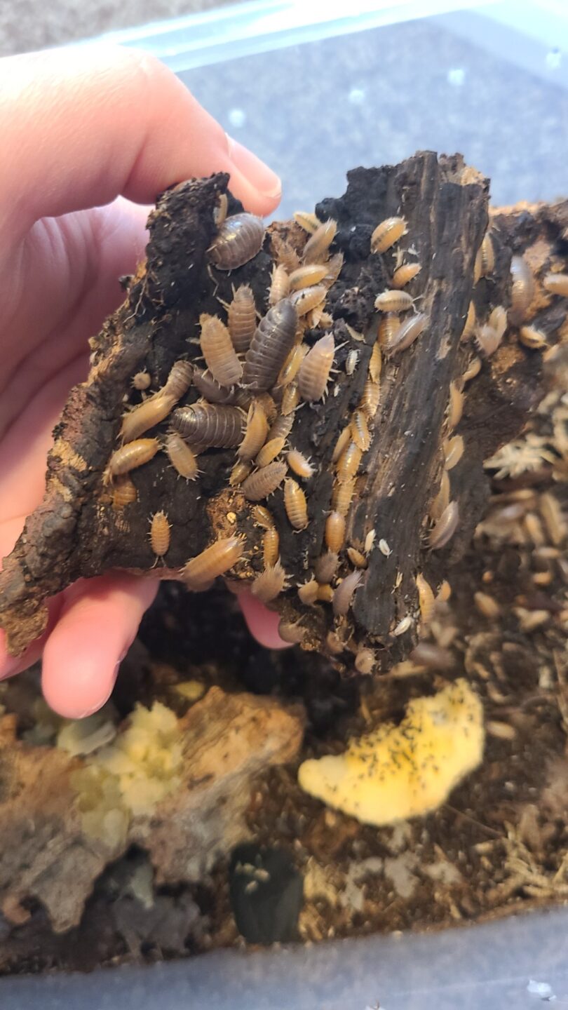 The writer’s colony of “Carmel Cows”, a type of Porcellio laevis. This species can be found in Nebraska but is believed to be native to North Africa and Southern Europe. Photo credit: Lia Havlena (NGPC)