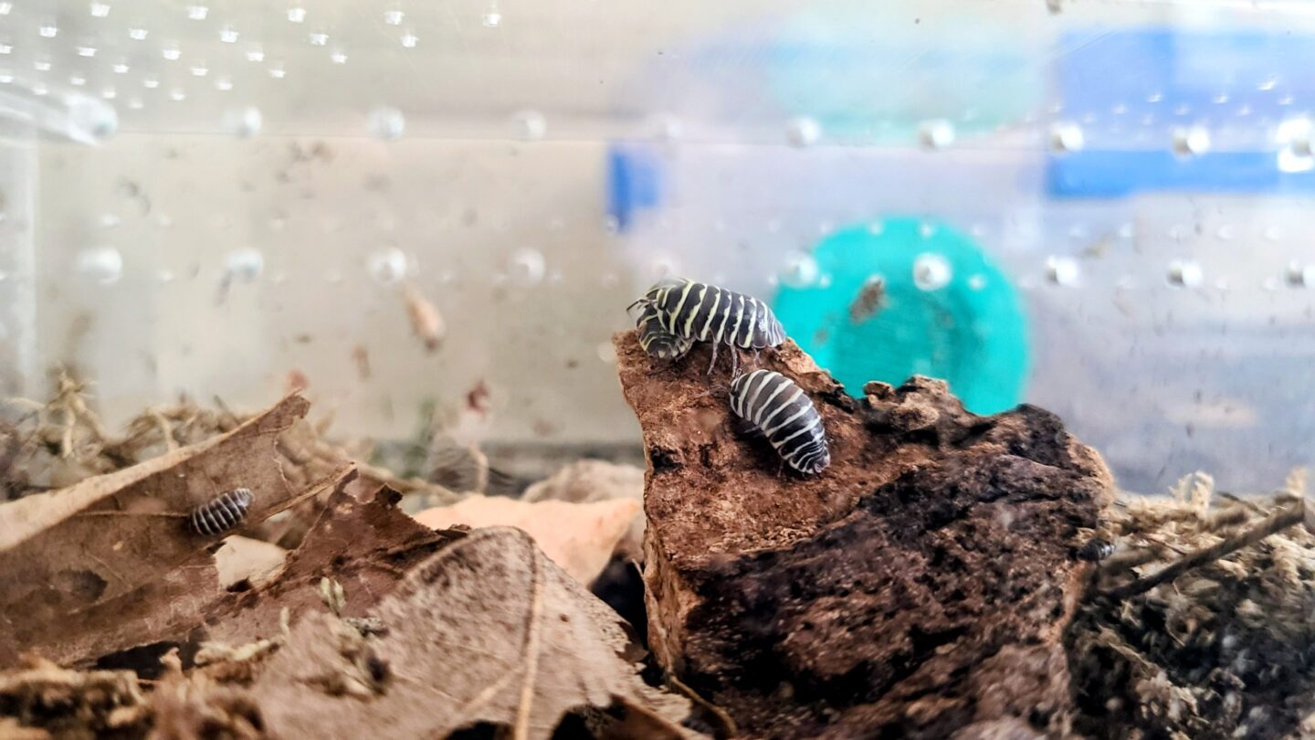 These “Yellow Zebra” isopods are a variation of a species originally native to southern France. Never introduce new animals into a non-native environment, this includes invertebrates.