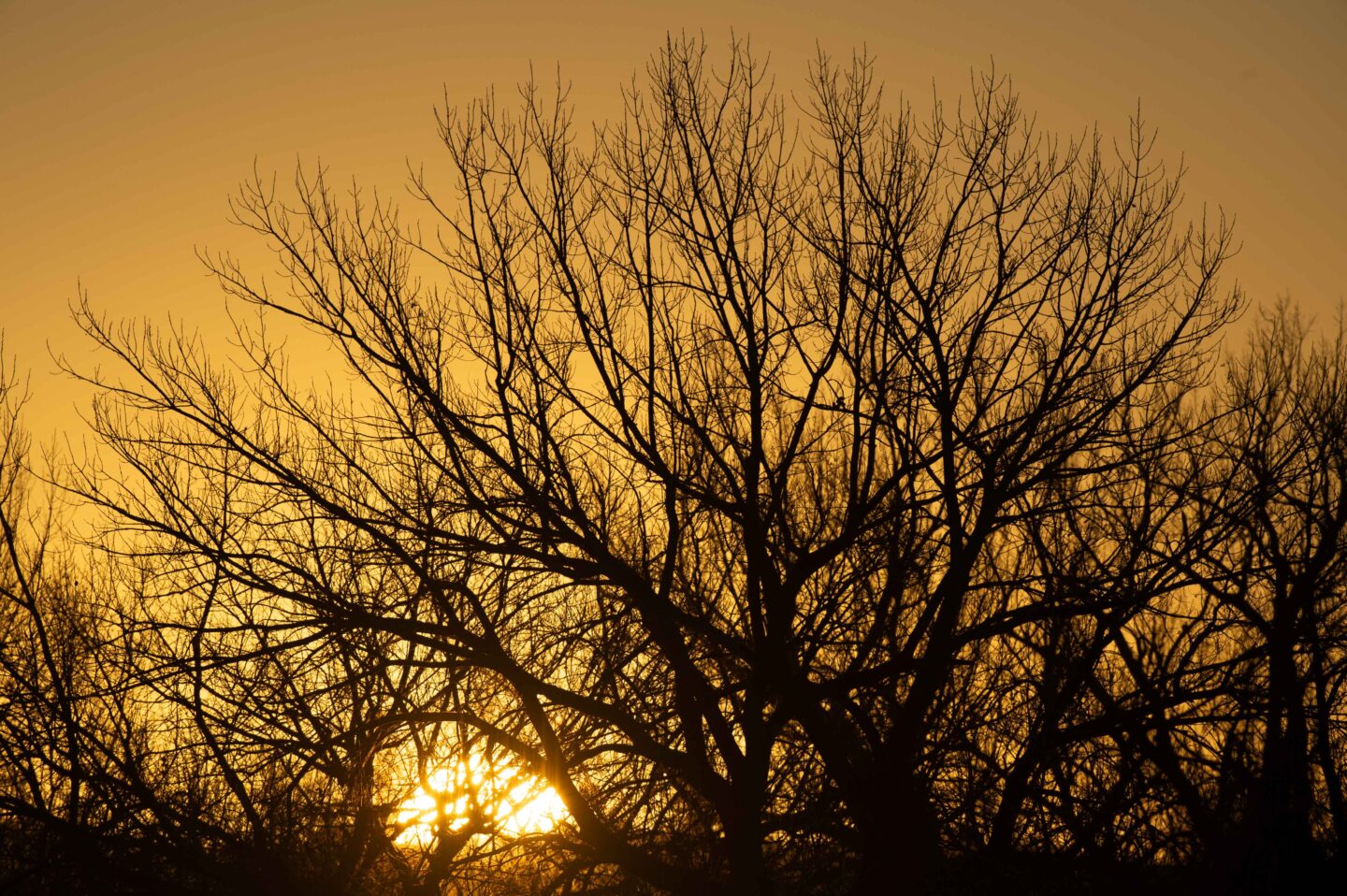 The sun rises behind dormant hardwood trees at Fort Robinson State Park near Crawford.