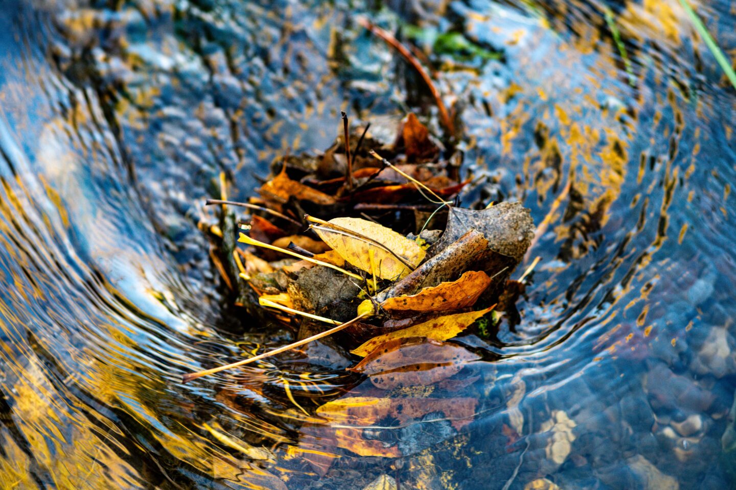 While obviously photogenic, there’s more than meets the eye on leaf jams like this one at First Woman Creek in Ponderosa Wildlife Management Area.