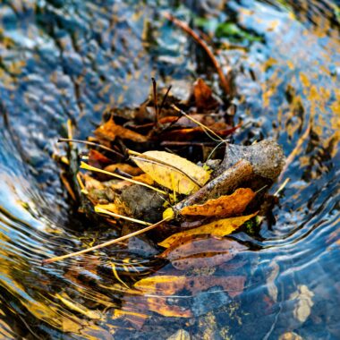 While obviously photogenic, there’s more than meets the eye on leaf jams like this one at First Woman Creek in Ponderosa Wildlife Management Area.