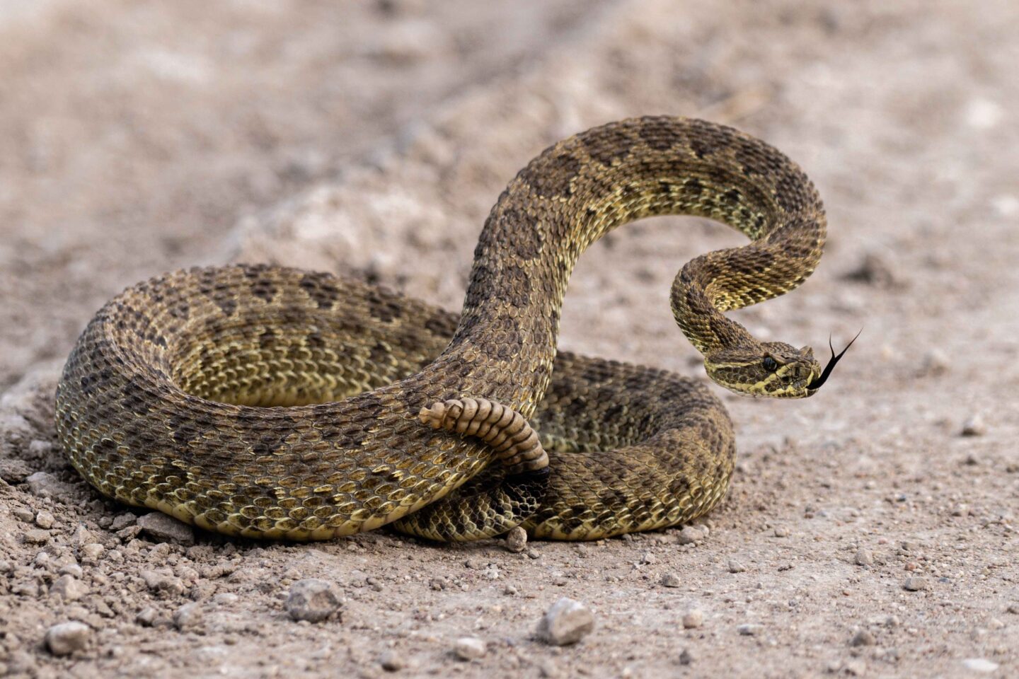 A prairie rattlesnake (Crotalus viridis) assumes a defensive position when approached on Pinnt Road east of Chadron in Dawes County.