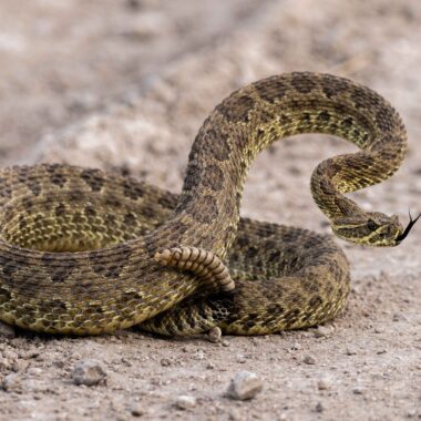 A prairie rattlesnake (Crotalus viridis) assumes a defensive position when approached on Pinnt Road east of Chadron in Dawes County.