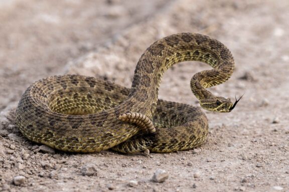 A prairie rattlesnake (Crotalus viridis) assumes a defensive position when approached on Pinnt Road east of Chadron in Dawes County.