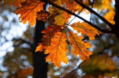 Fall colors at Glenn Cunningham Lake in Omaha.