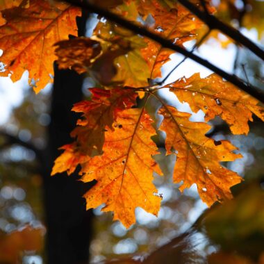 Fall colors at Glenn Cunningham Lake in Omaha.