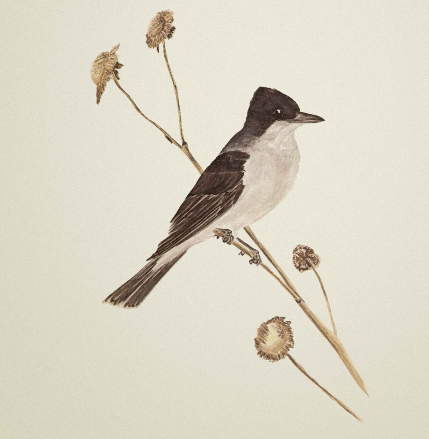 Eastern Kingbird - This bird illustration, along with many others, was featured in John Janovy’s first story in Nebraskaland Magazine that ran in the August 1976 issue, sparking his journey to write several books.