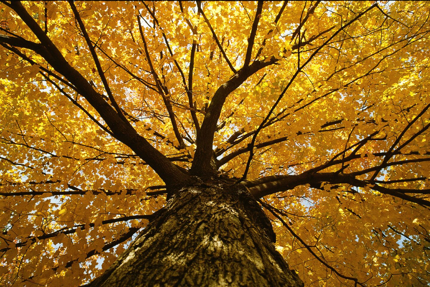 A silver maple tree in fall color at Gifford Point near Bellevue.