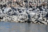 Rocky face of Kingsley Dam.