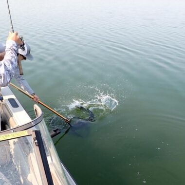 Big fish being netted in boat.