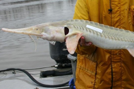 Pallid sturgeon held by biologist on Missouri River.