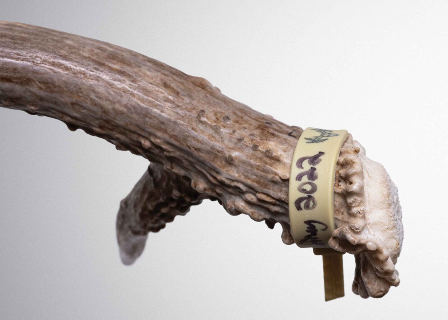 Like a fingerprint, each buck’s pedicle seal has a unique appearance. While pedicle seal depth varied mathematically, it remained visually symmetrical between antlers. The example shown illustrate convex pedicle seal bases, unique to each individual.