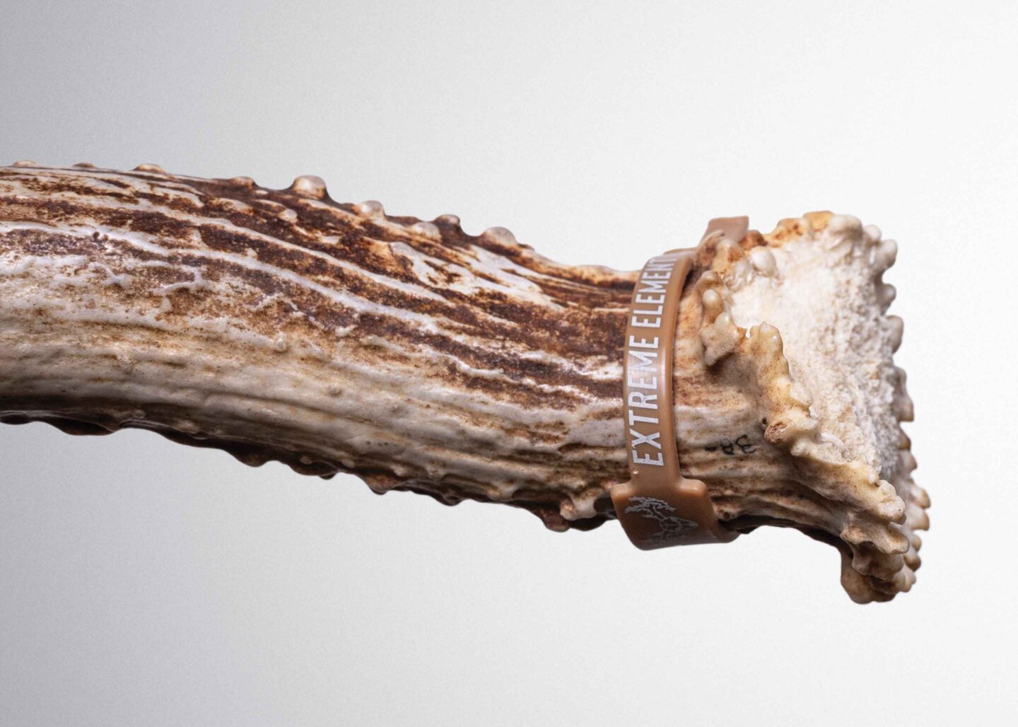 Like a fingerprint, each buck’s pedicle seal has a unique appearance. While pedicle seal depth varied mathematically, it remained visually symmetrical between antlers. The example shown illustrate concave pedicle seal bases, unique to each individual.