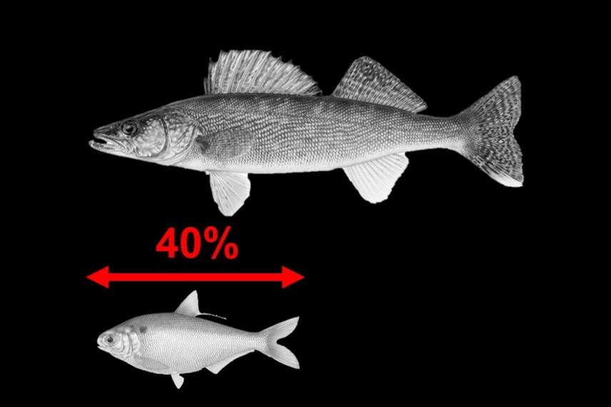 Graphic of comparative predator and prey size.  Daryl Bauer, Nebraska Game & Parks Commission.