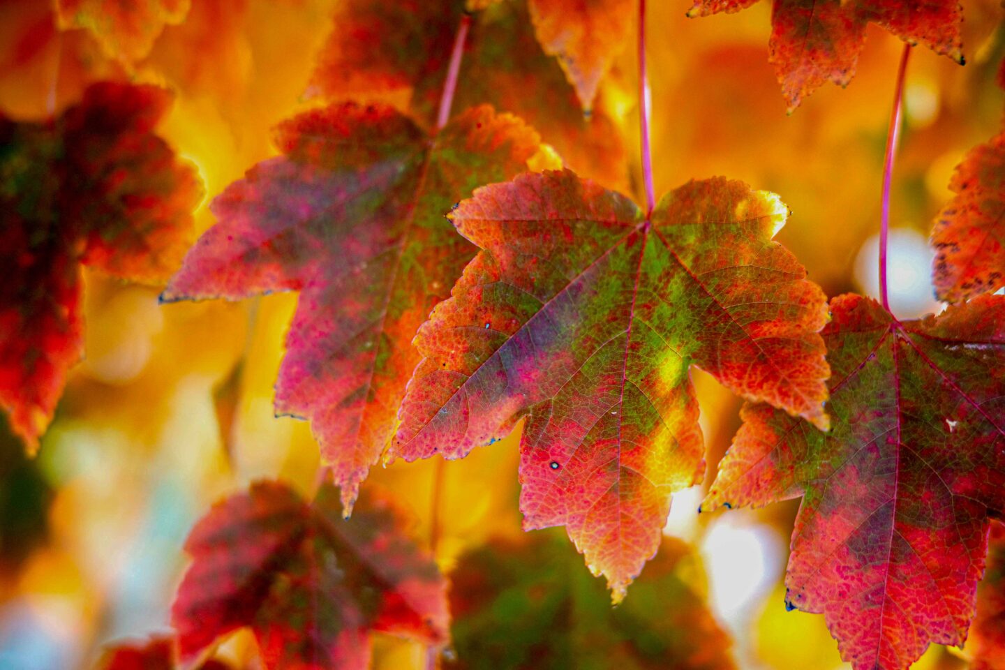 For deciduous trees, like this red maple, chlorophyll production diminishes in the fall, revealing a number of other colors.