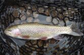 Rainbow trout in landing net.